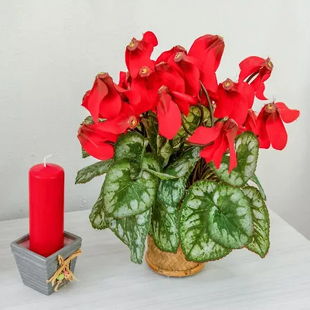 Cervinia Ski-in Ski-out Slopes